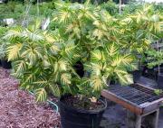 Erythrina variegata L
